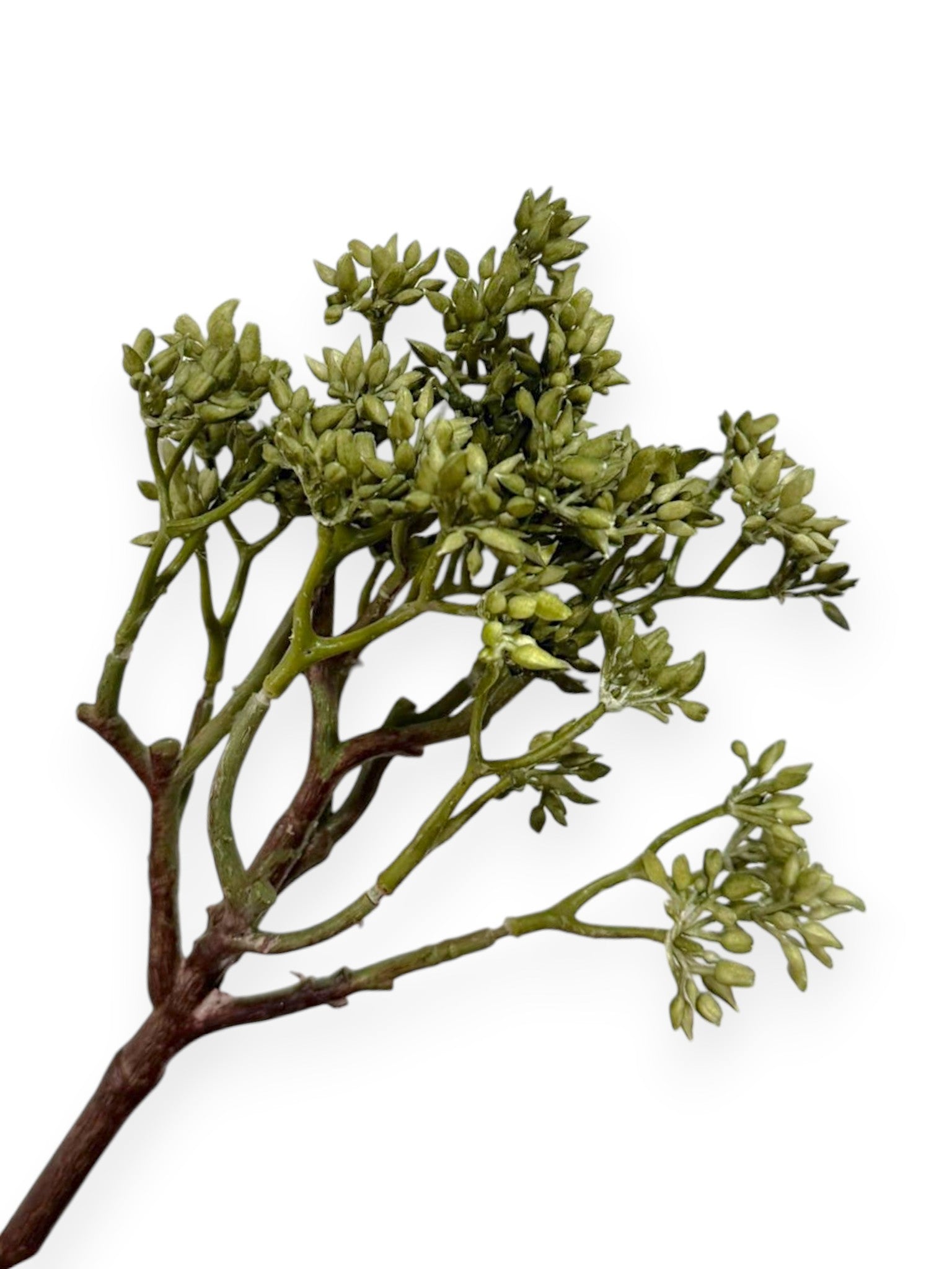 Sedum Bush 9" Soft