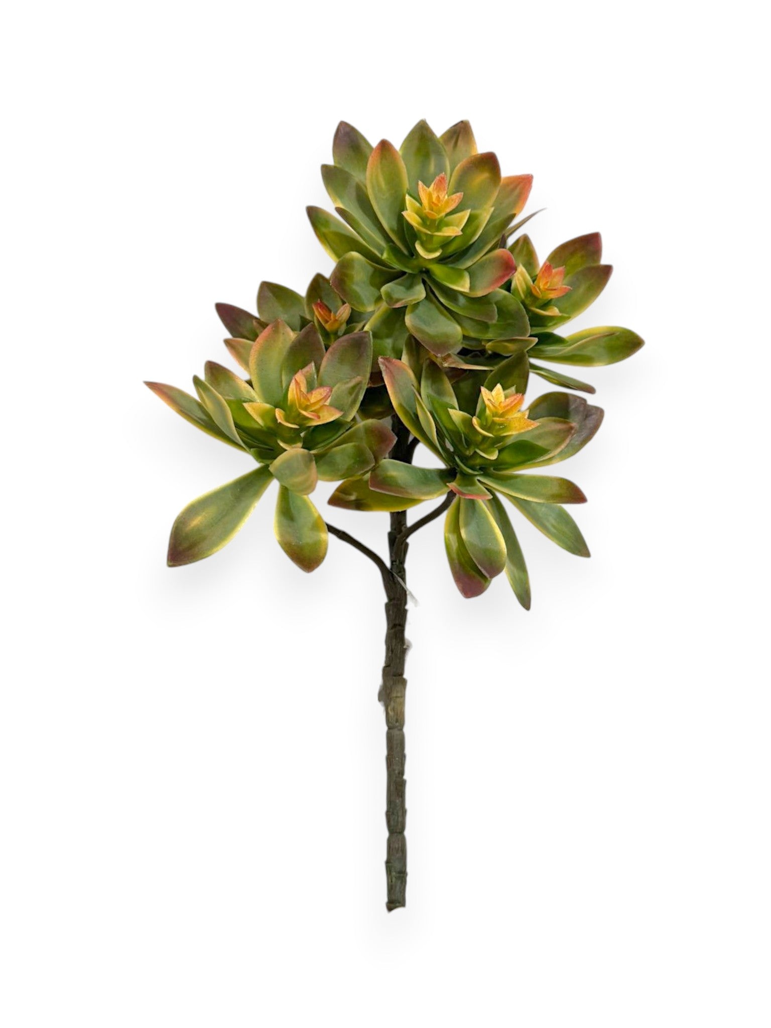 Echeveria Spray Soft 12"