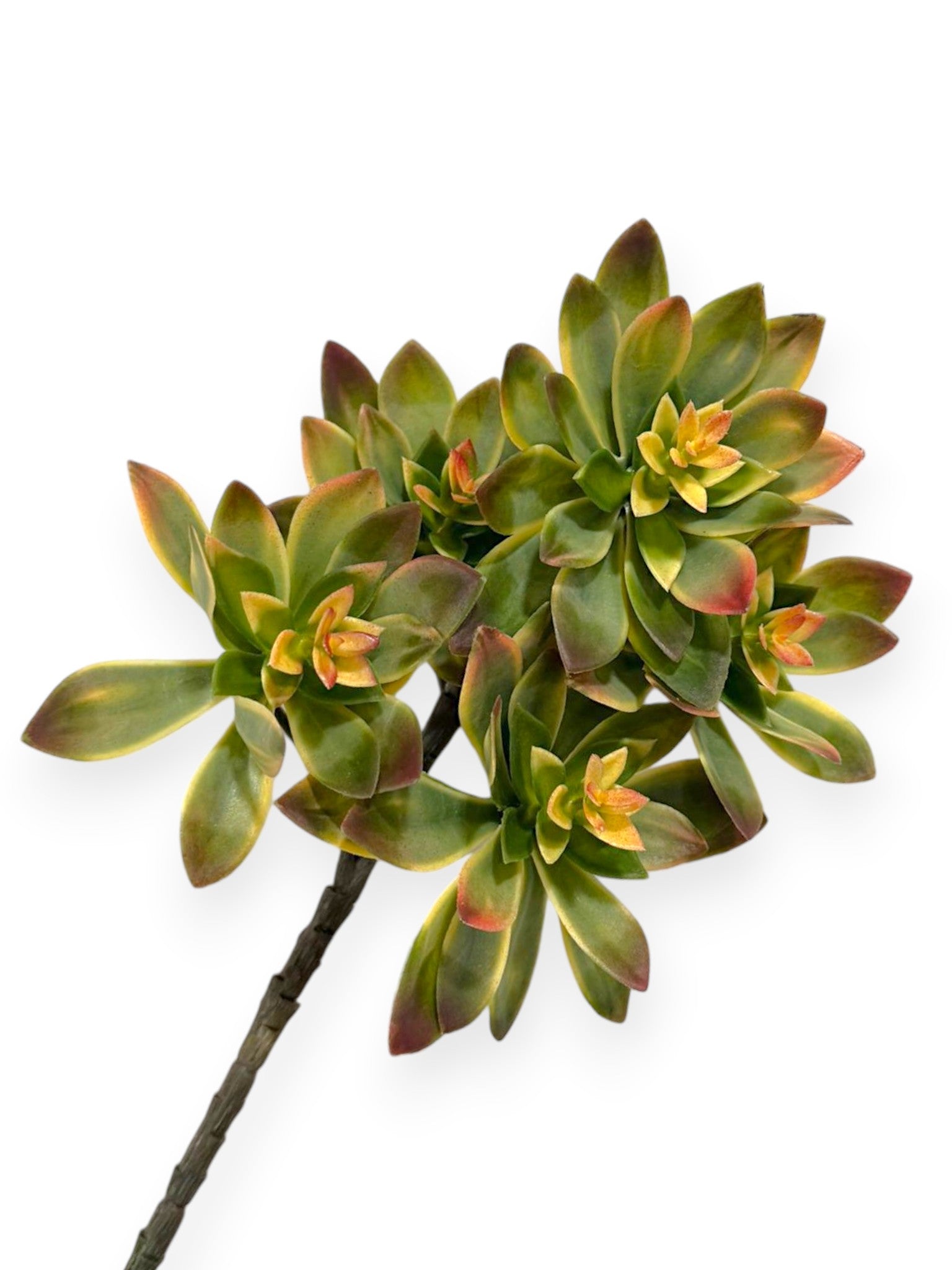 Echeveria Spray Soft 12"