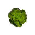 Echeveria Pick 5"x2.5"