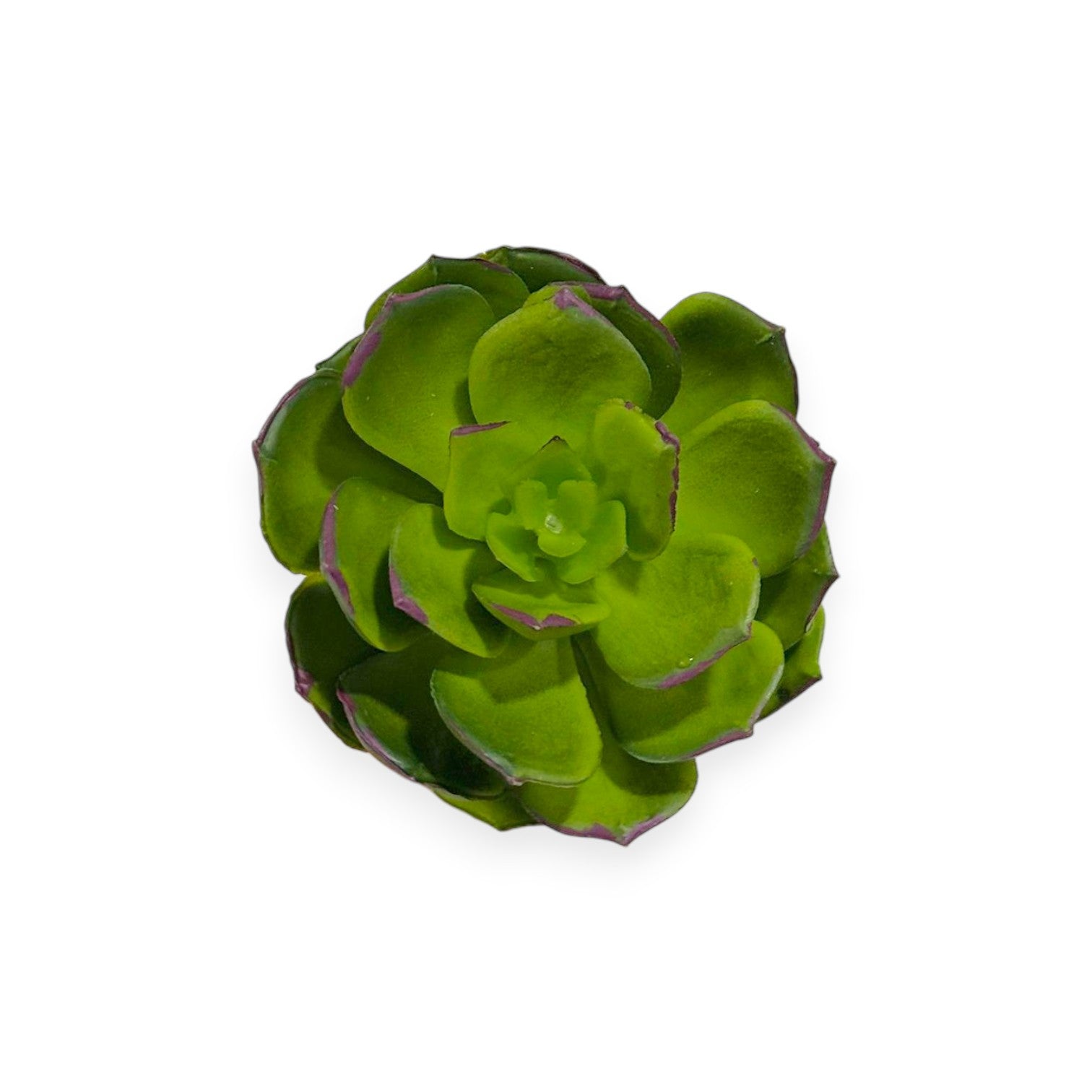 Echeveria Pick 5"x2.5"