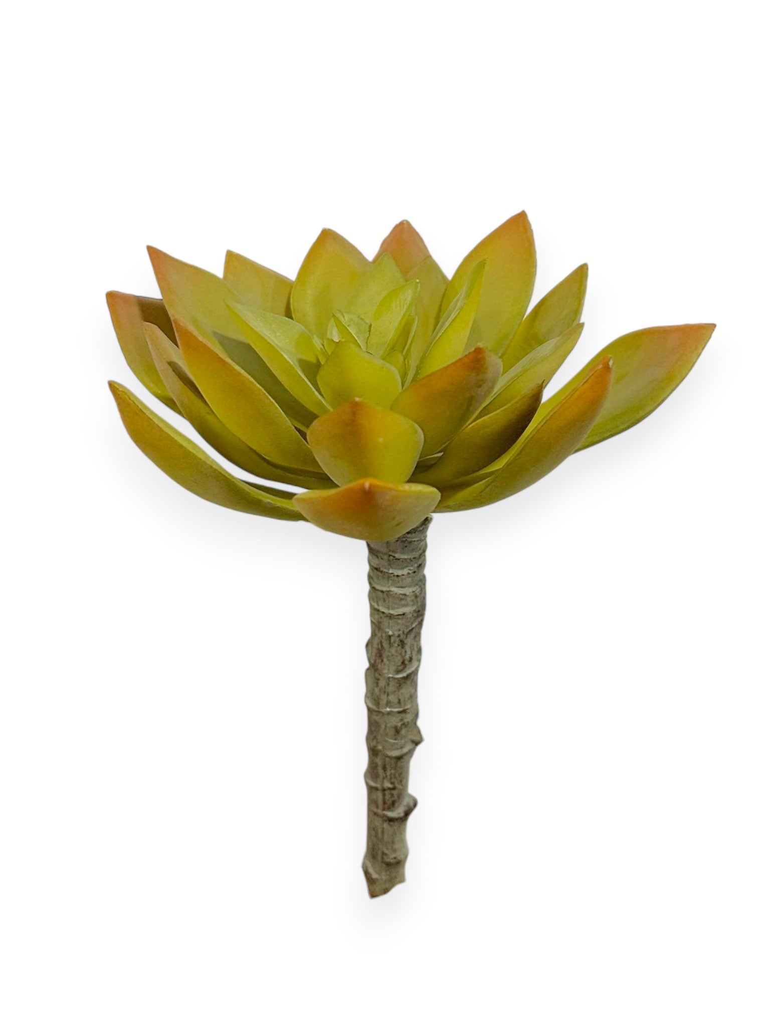 Echeveria Pick 5" Yellow