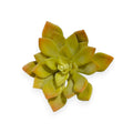 Echeveria Pick 5" Yellow