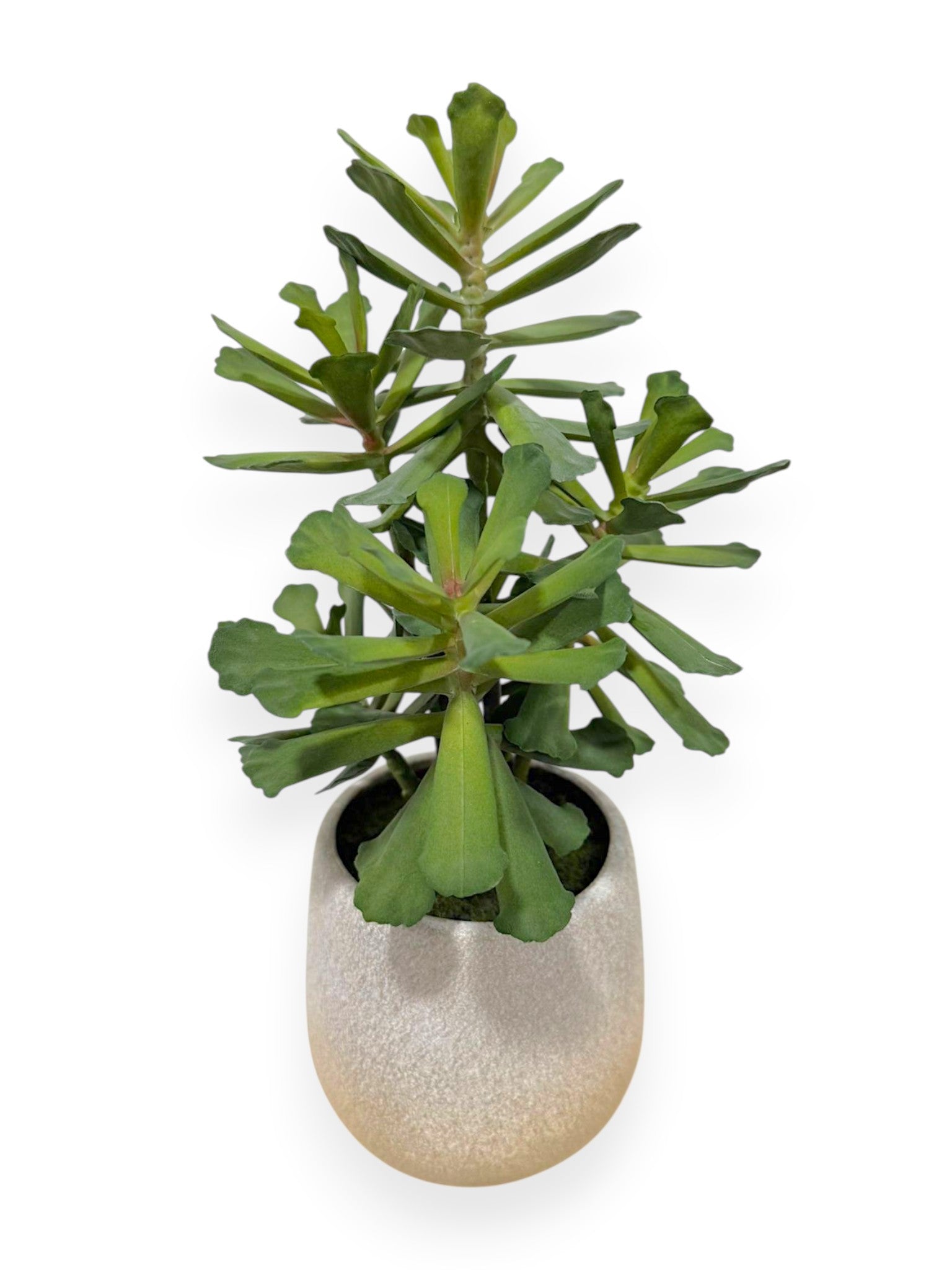Aeonium in Pot 12"