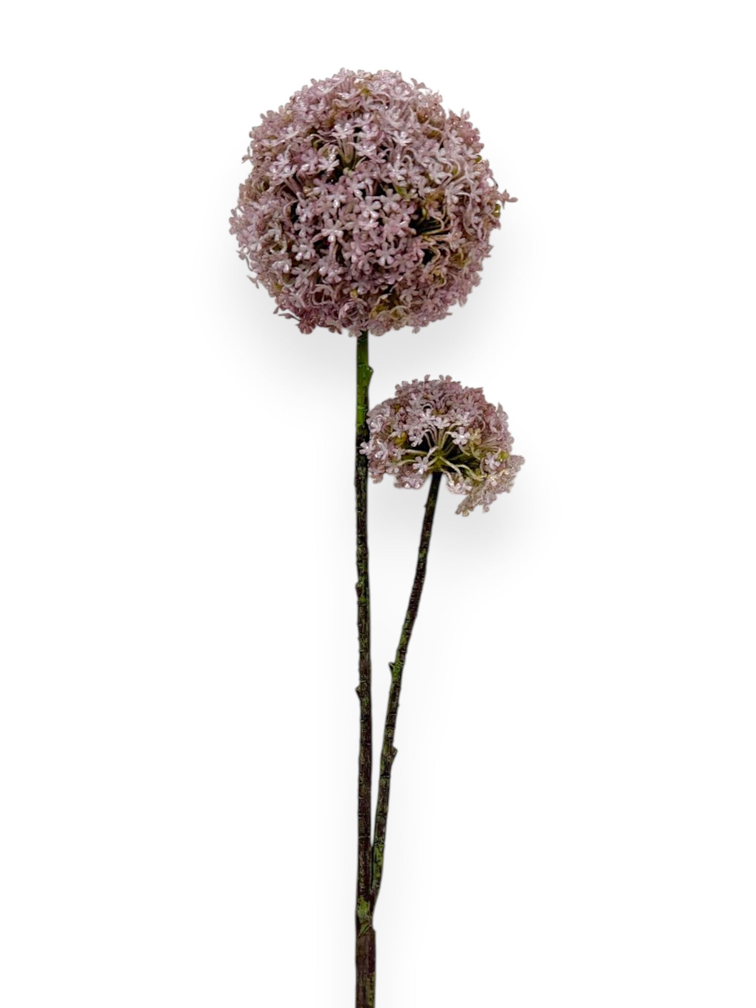 Allium Snowball Spray 32"