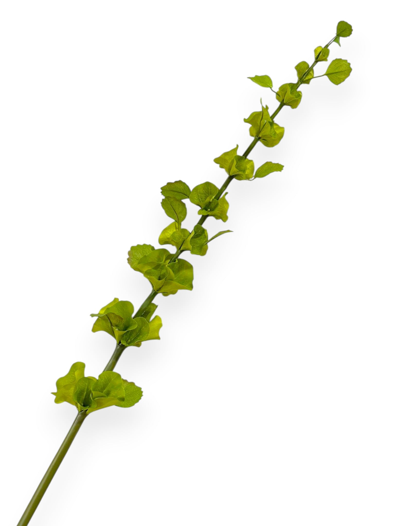 Bells of Ireland Spray 42"