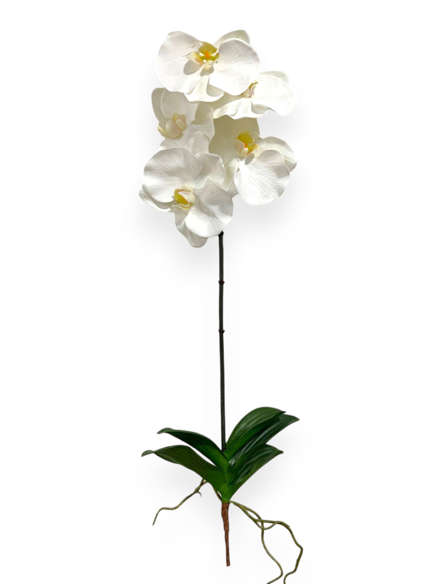 Phalaenopsis Orchid Stem 24"