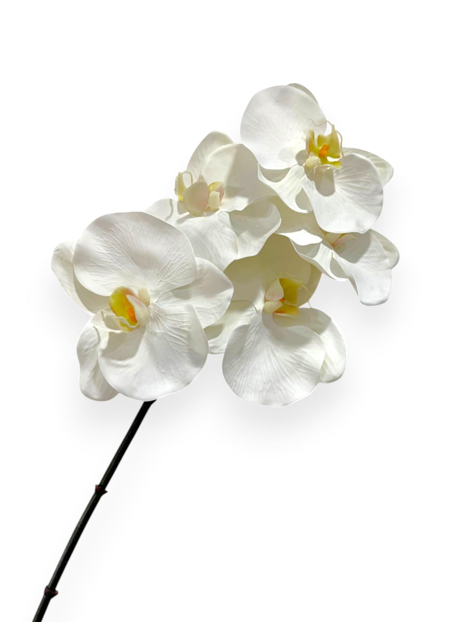 Phalaenopsis Orchid Stem 24"