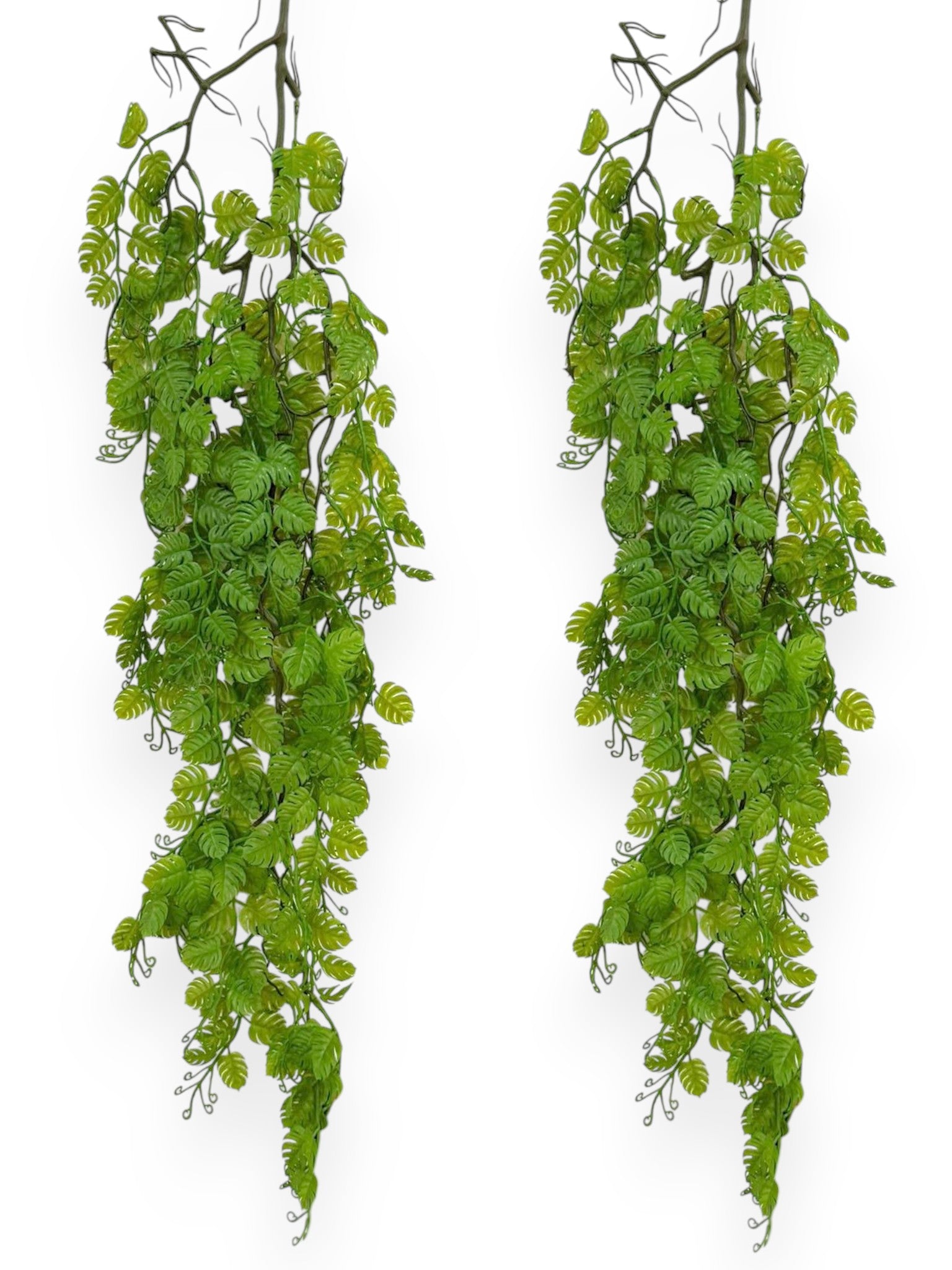 Hanging Mini Monstera 35" (2pcs)