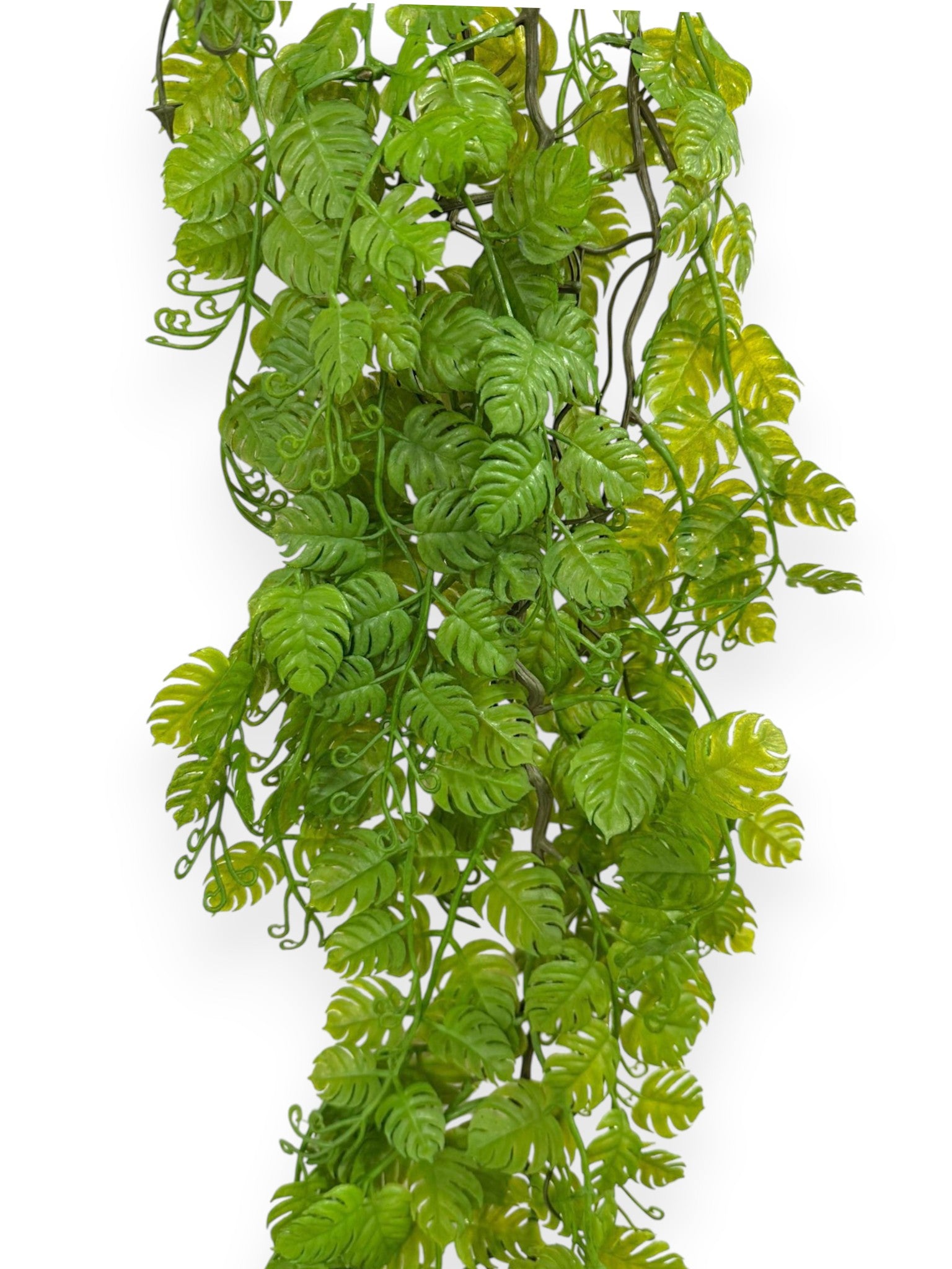 Hanging Mini Monstera 35" (2pcs)
