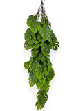 Hanging Mini Monstera 40"