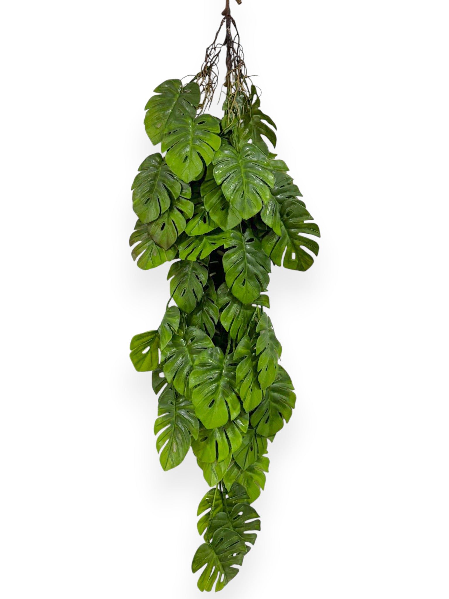 Hanging Mini Monstera 40"