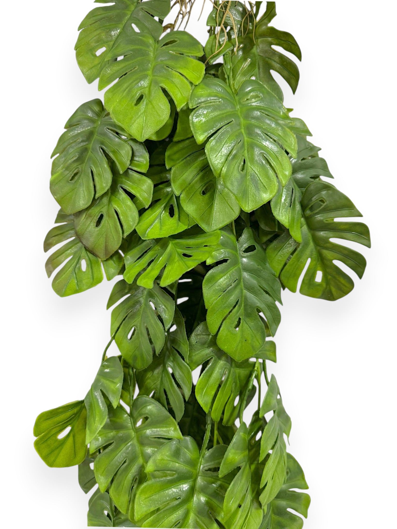 Hanging Mini Monstera 40"