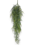 Asparagus Bush  30"
