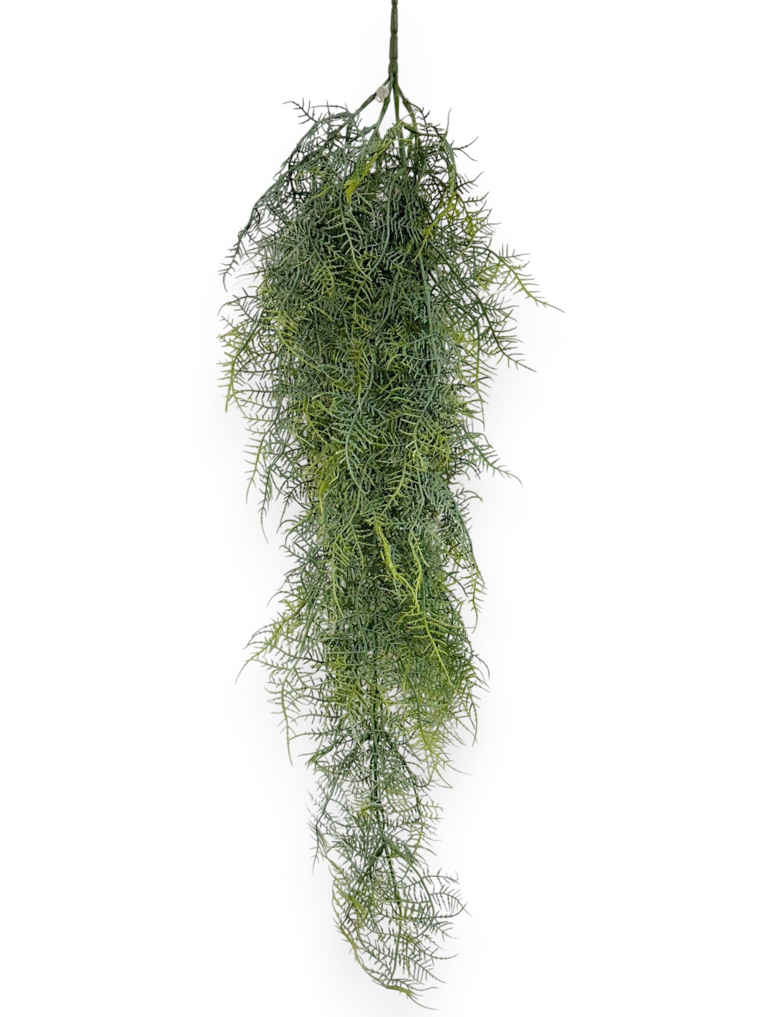 Asparagus Bush  30"