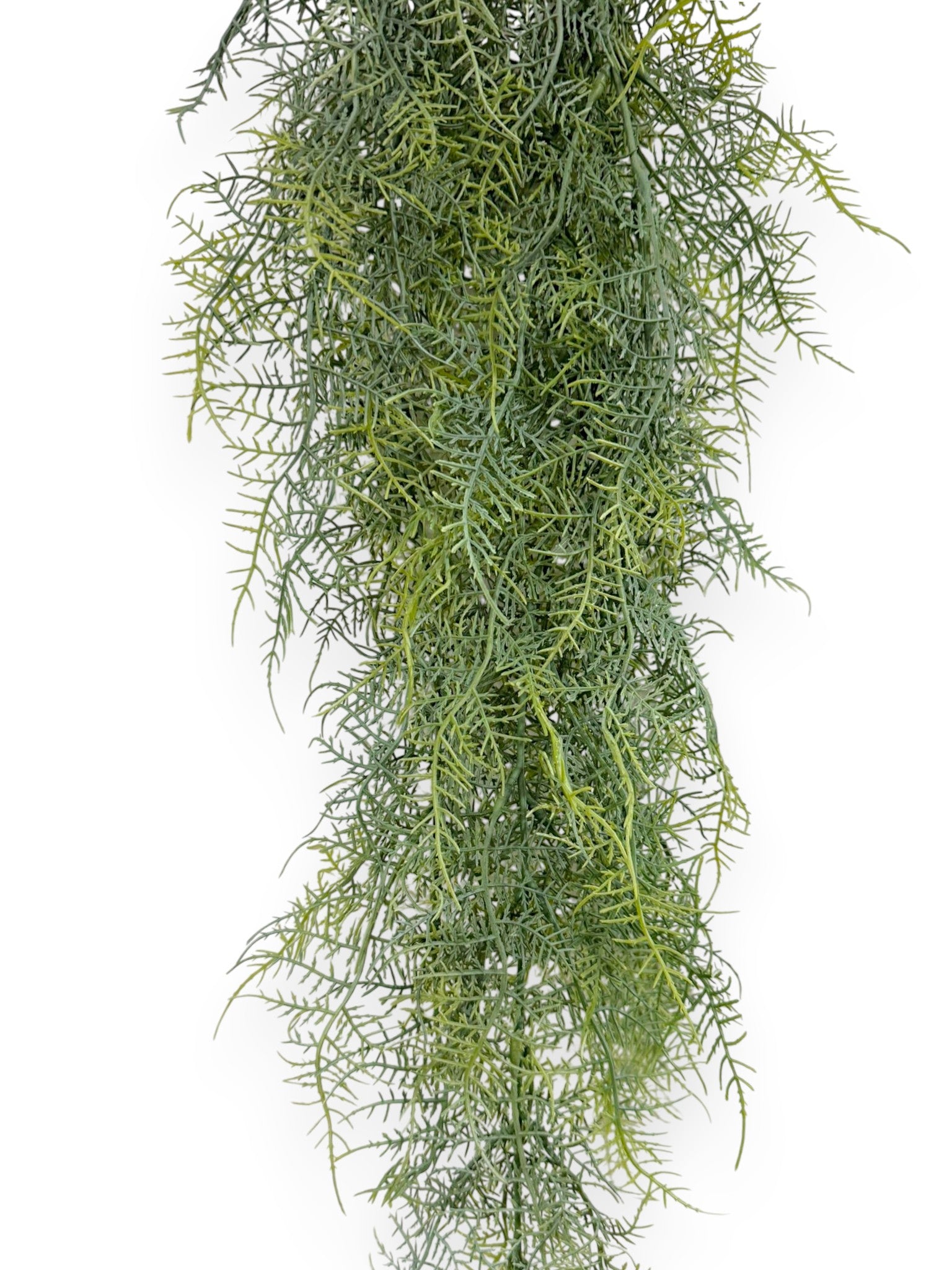 Asparagus Bush  30"