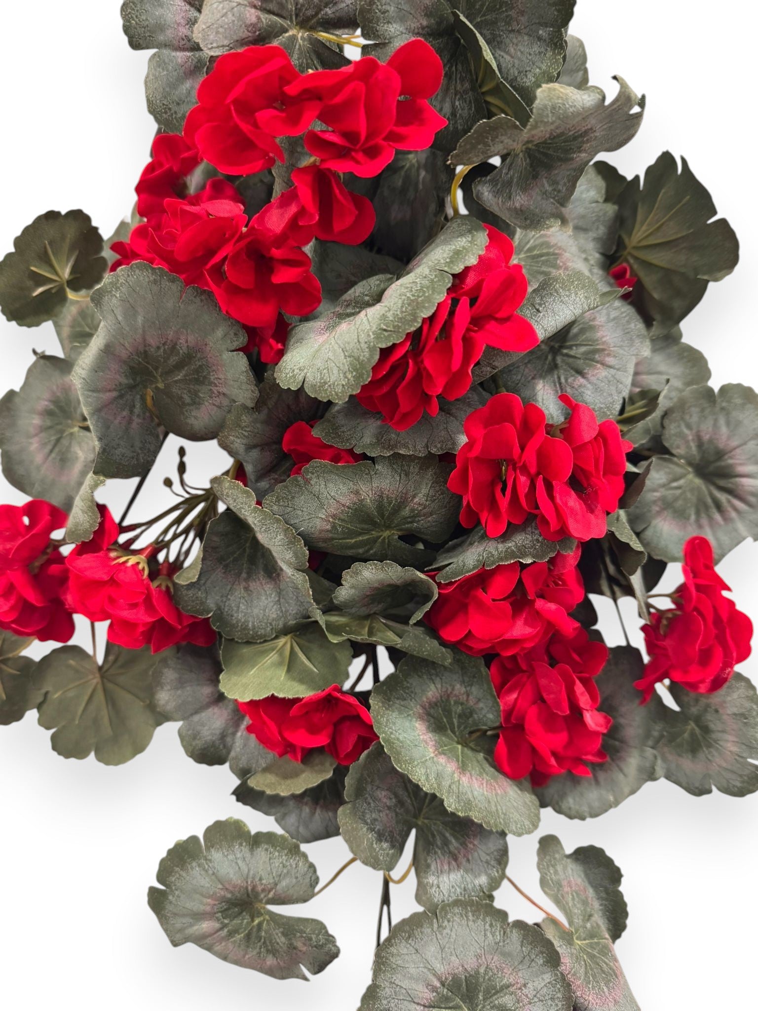 Begonia Hanging Bush 30"
