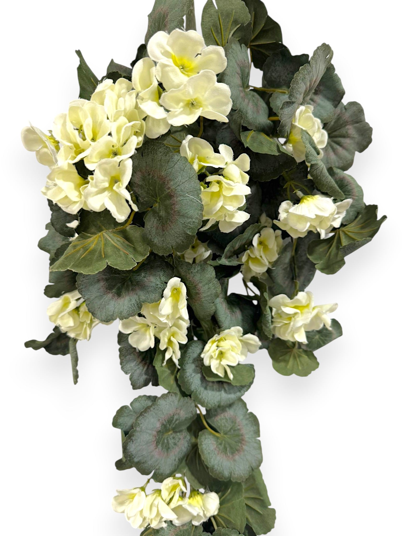 Begonia Hanging Bush 30"