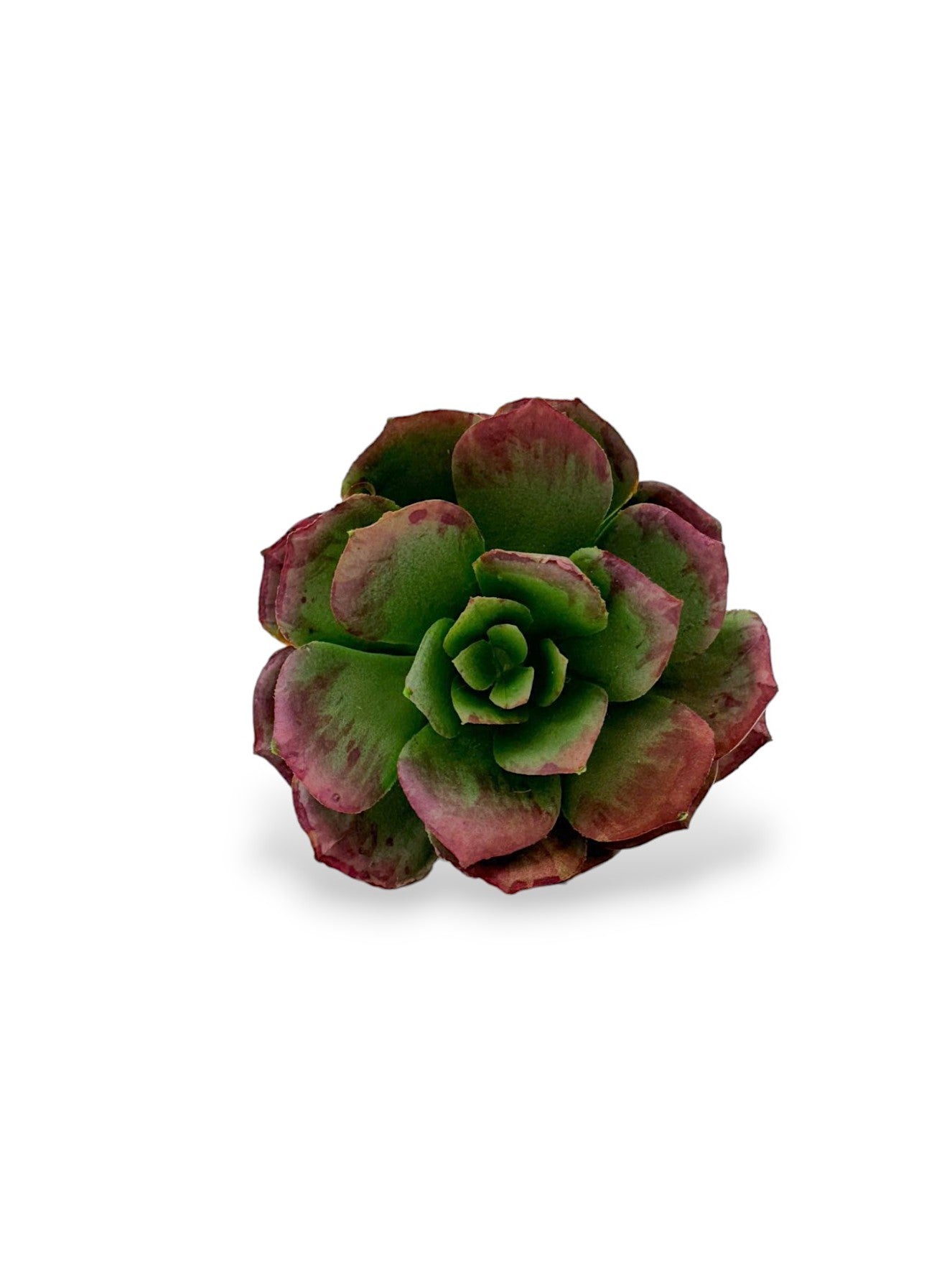 SUCCULENT PICK 5"