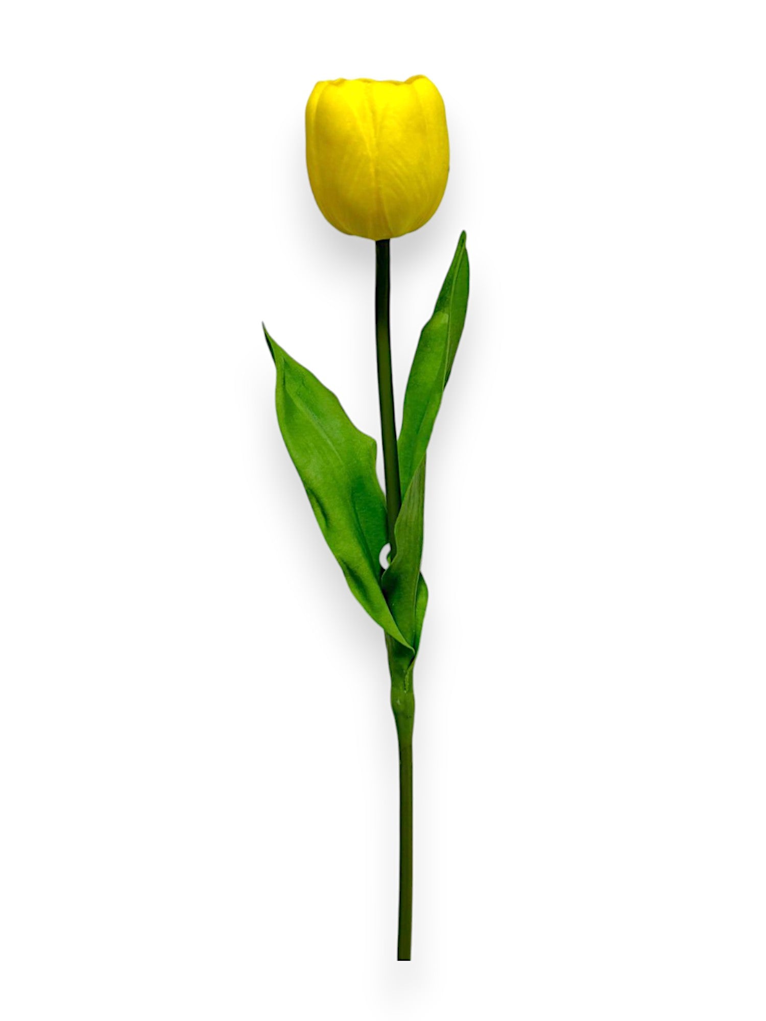 Single Tulip