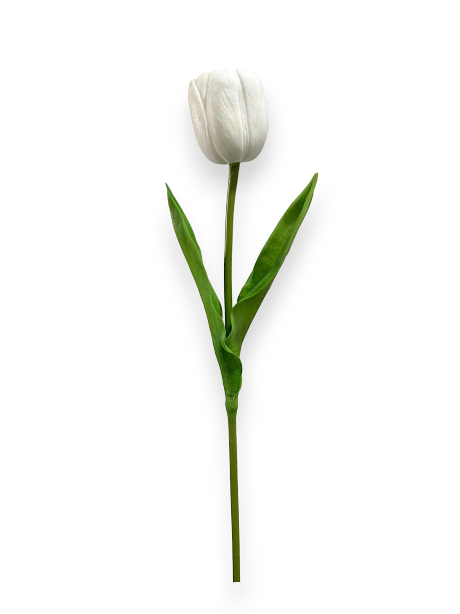Single Tulip