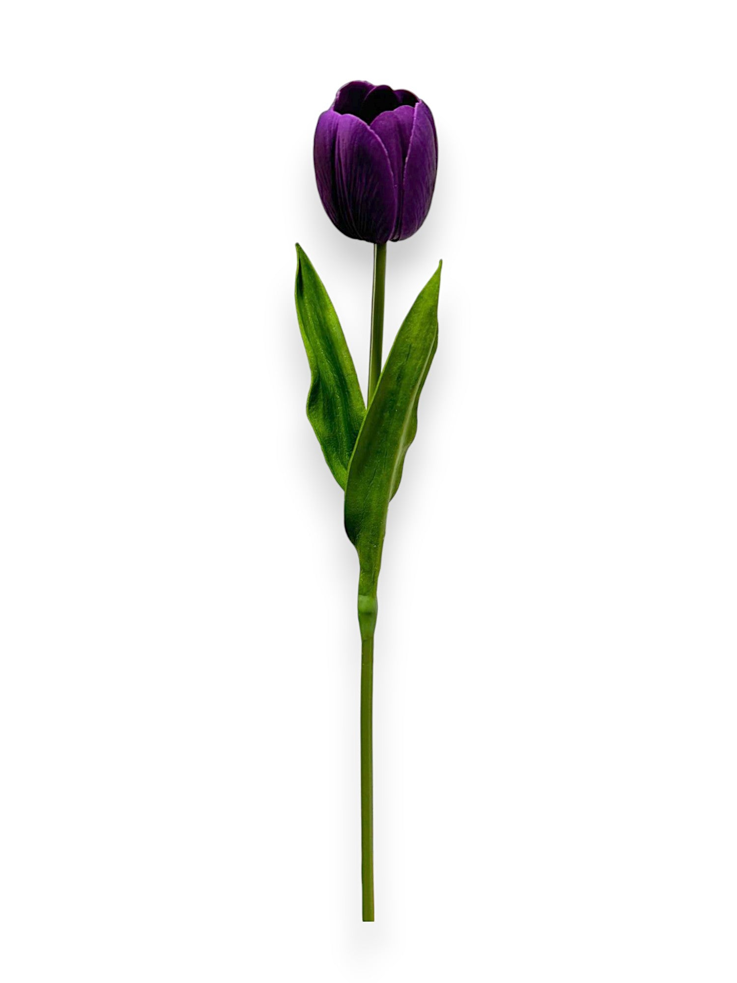 Single Tulip
