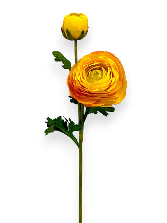 RANUNCULUS X2F 22"