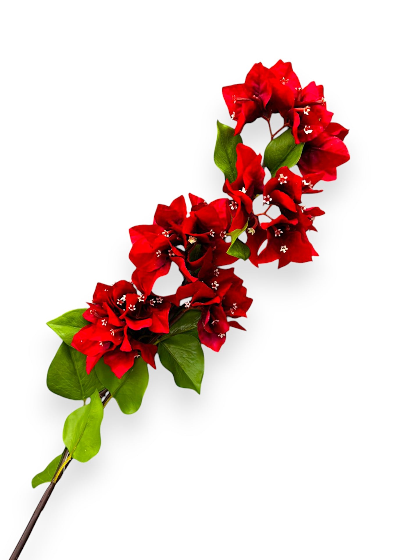 BOUNGAINVILLEA