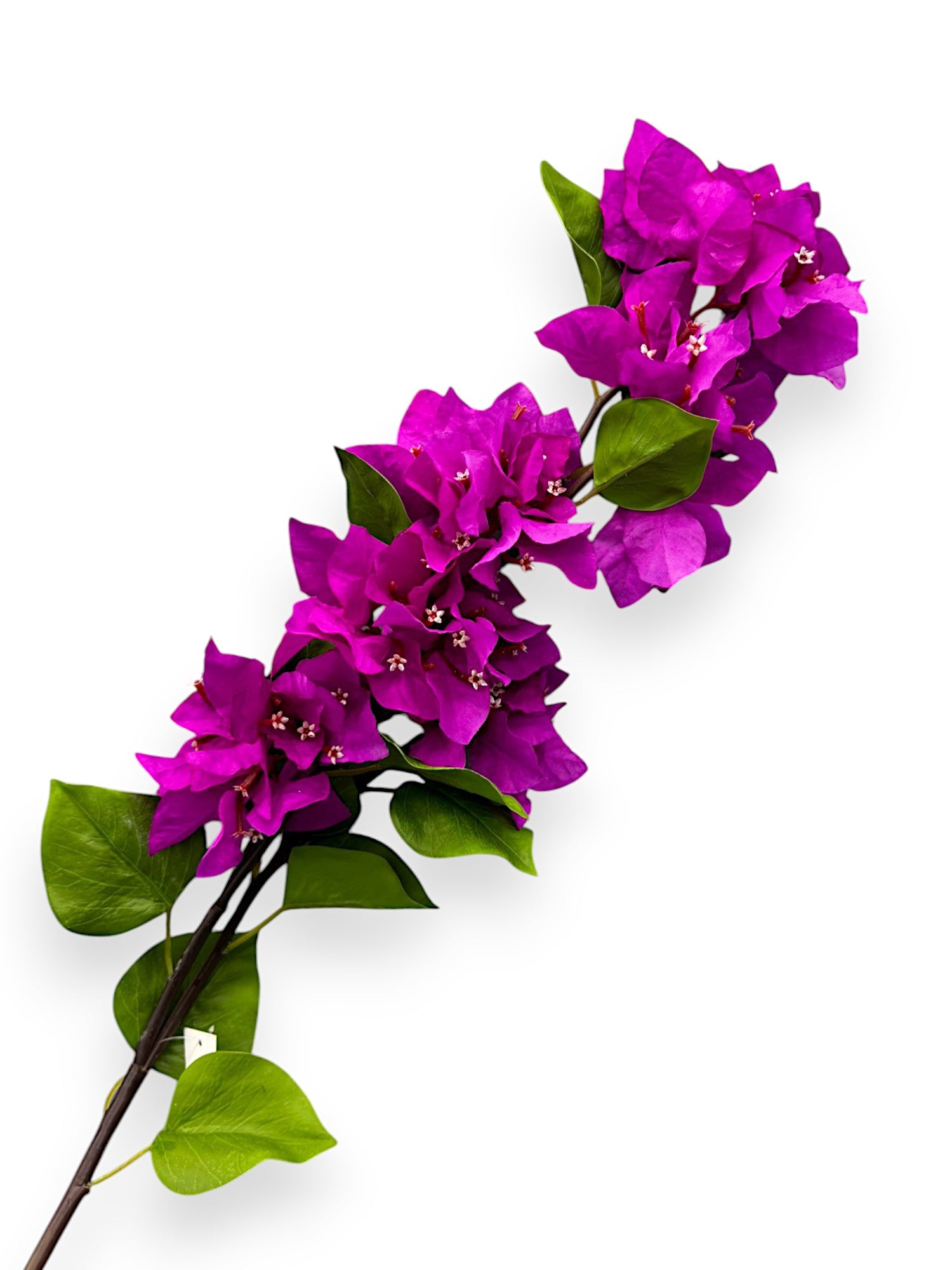 BOUNGAINVILLEA 38"