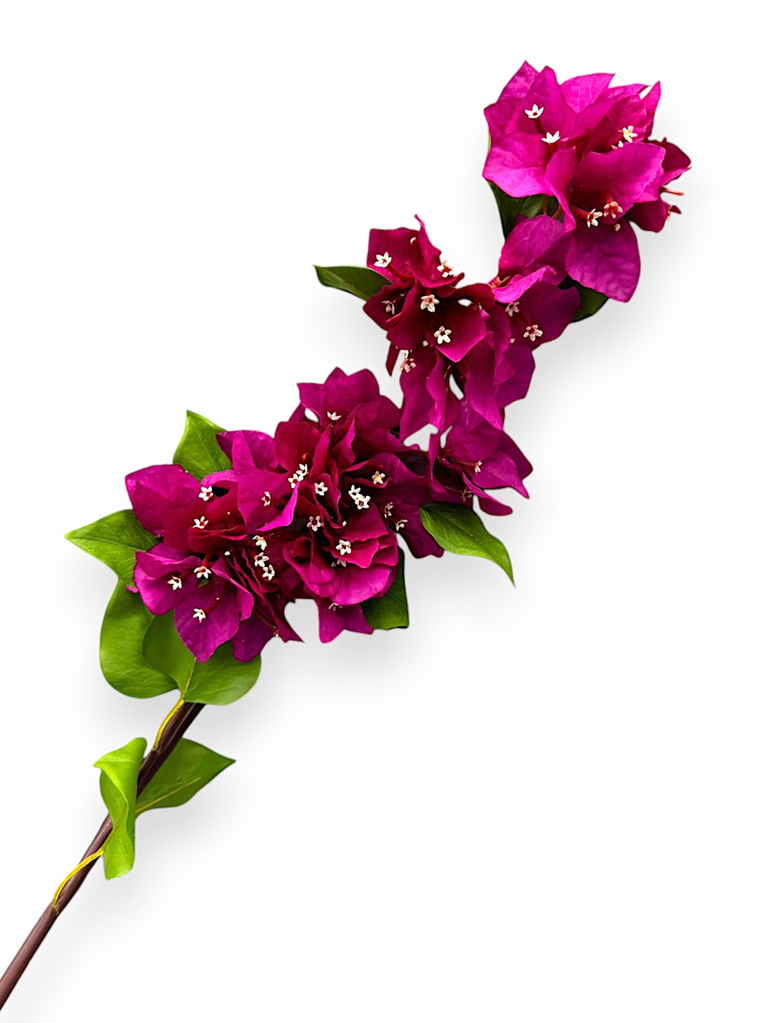 BOUNGAINVILLEA 38"