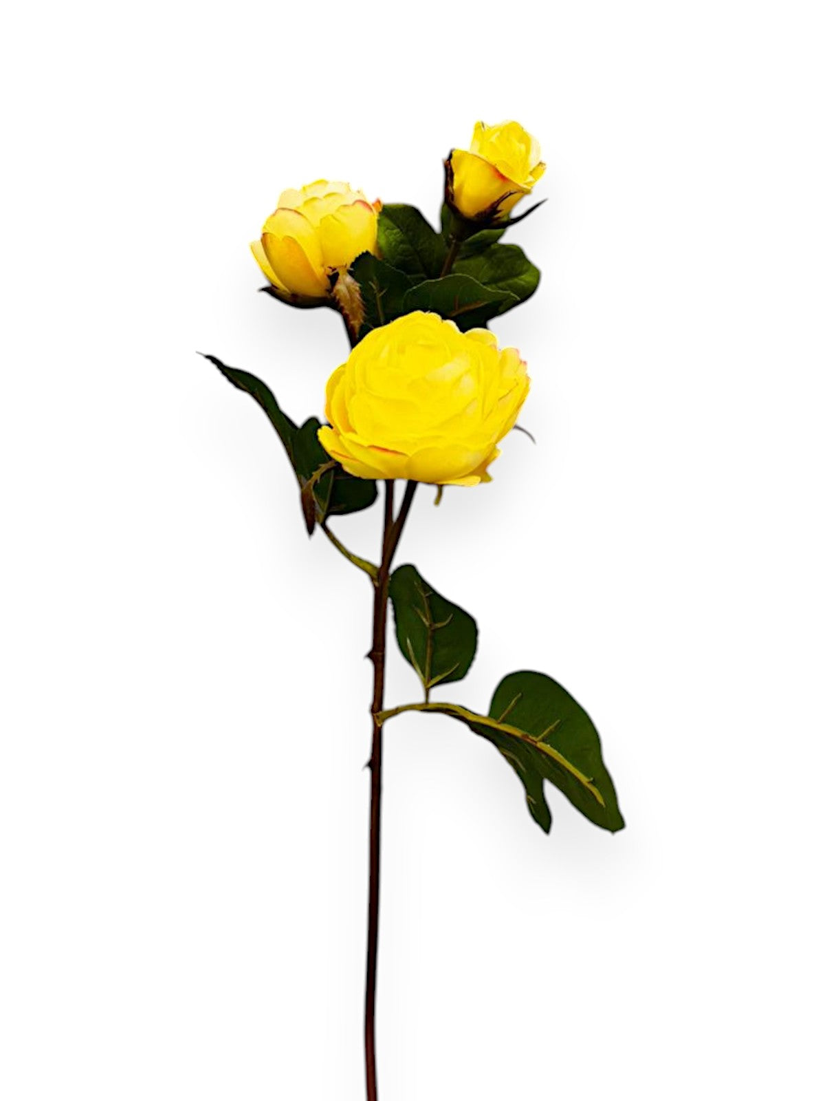 ROSE SPRX3 SMALL 20"