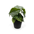 MINI ALOCASIA PLANT POT 8"