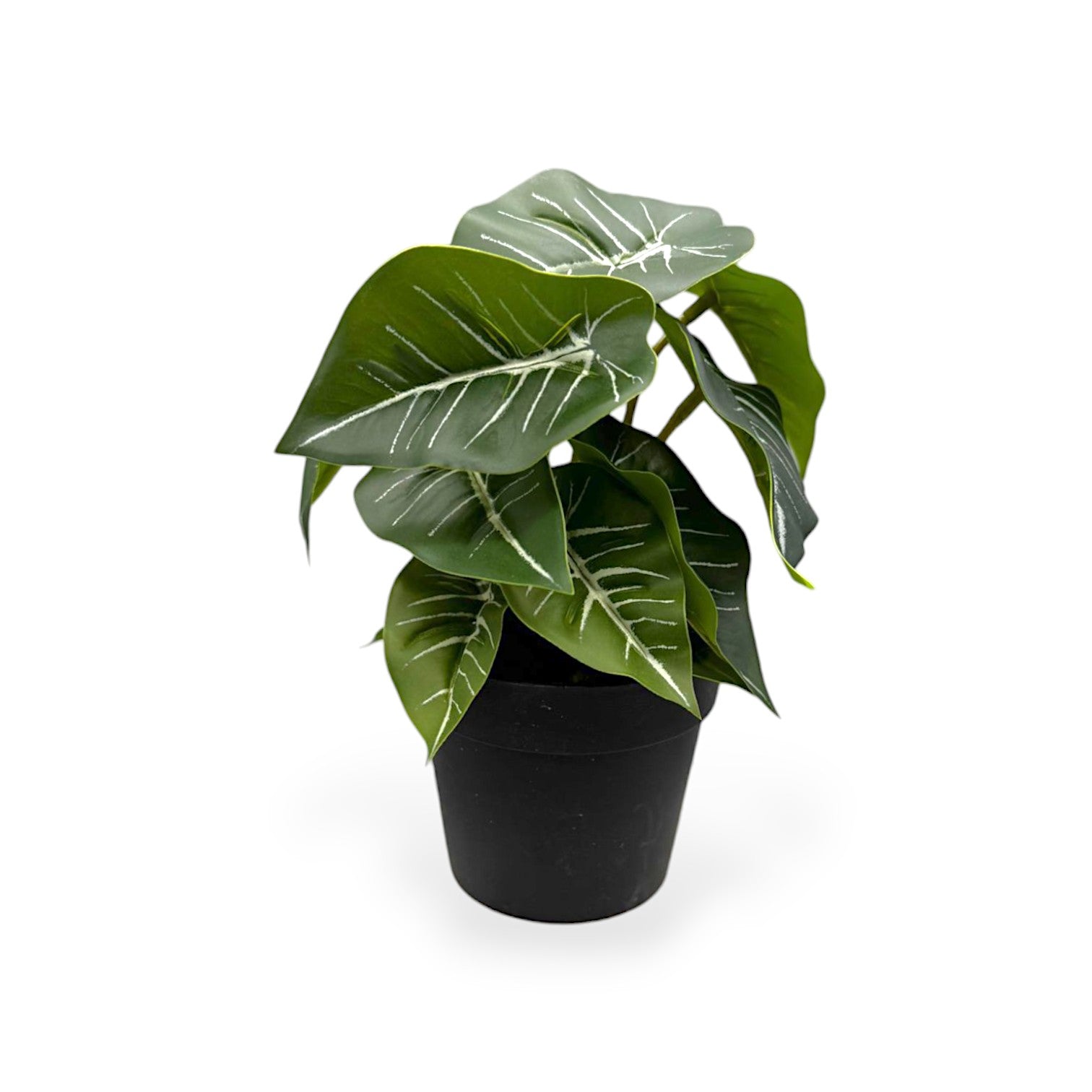 MINI ALOCASIA PLANT POT 8"