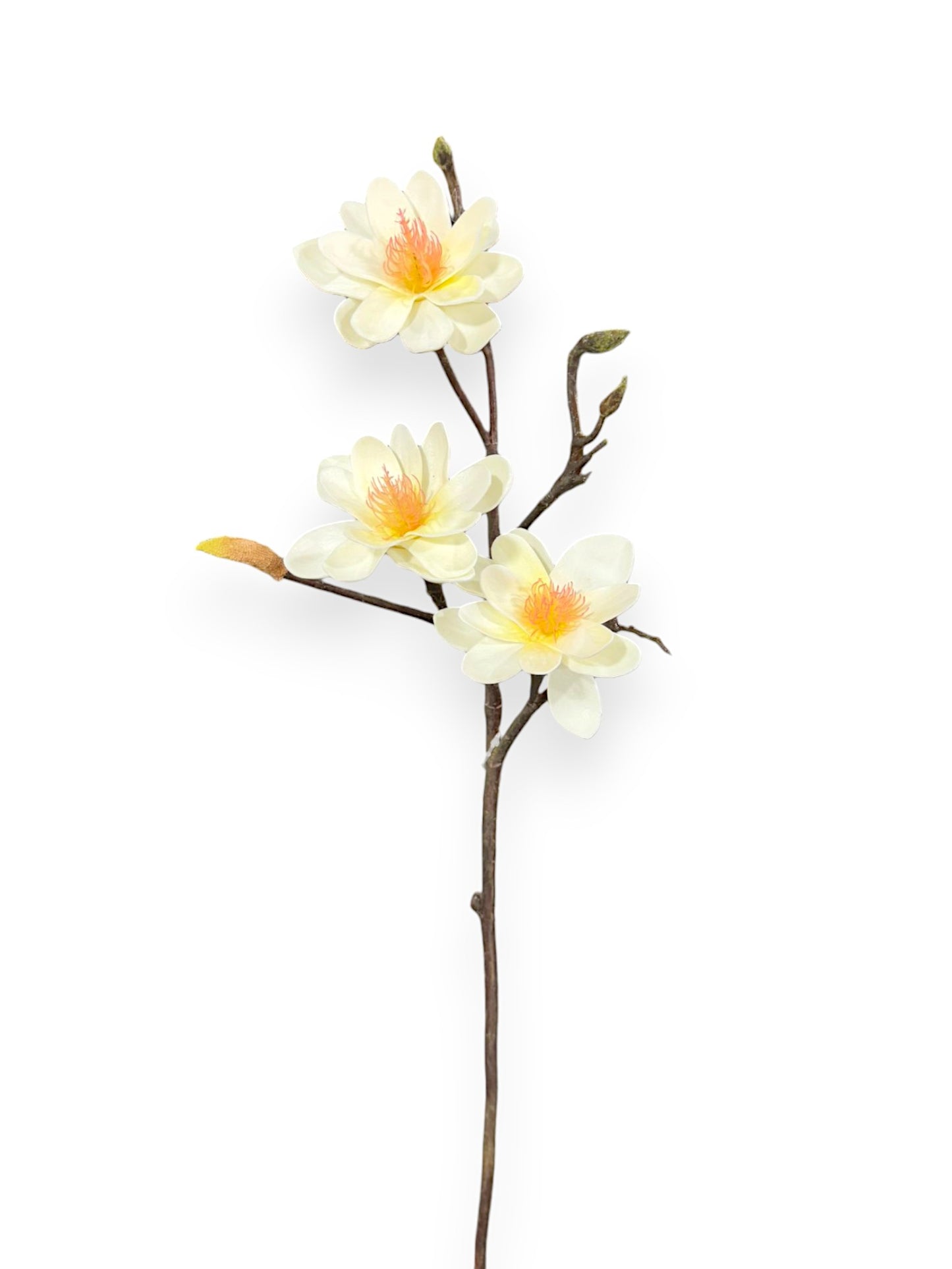 STAR FLOWER MAGNOLIA 25"