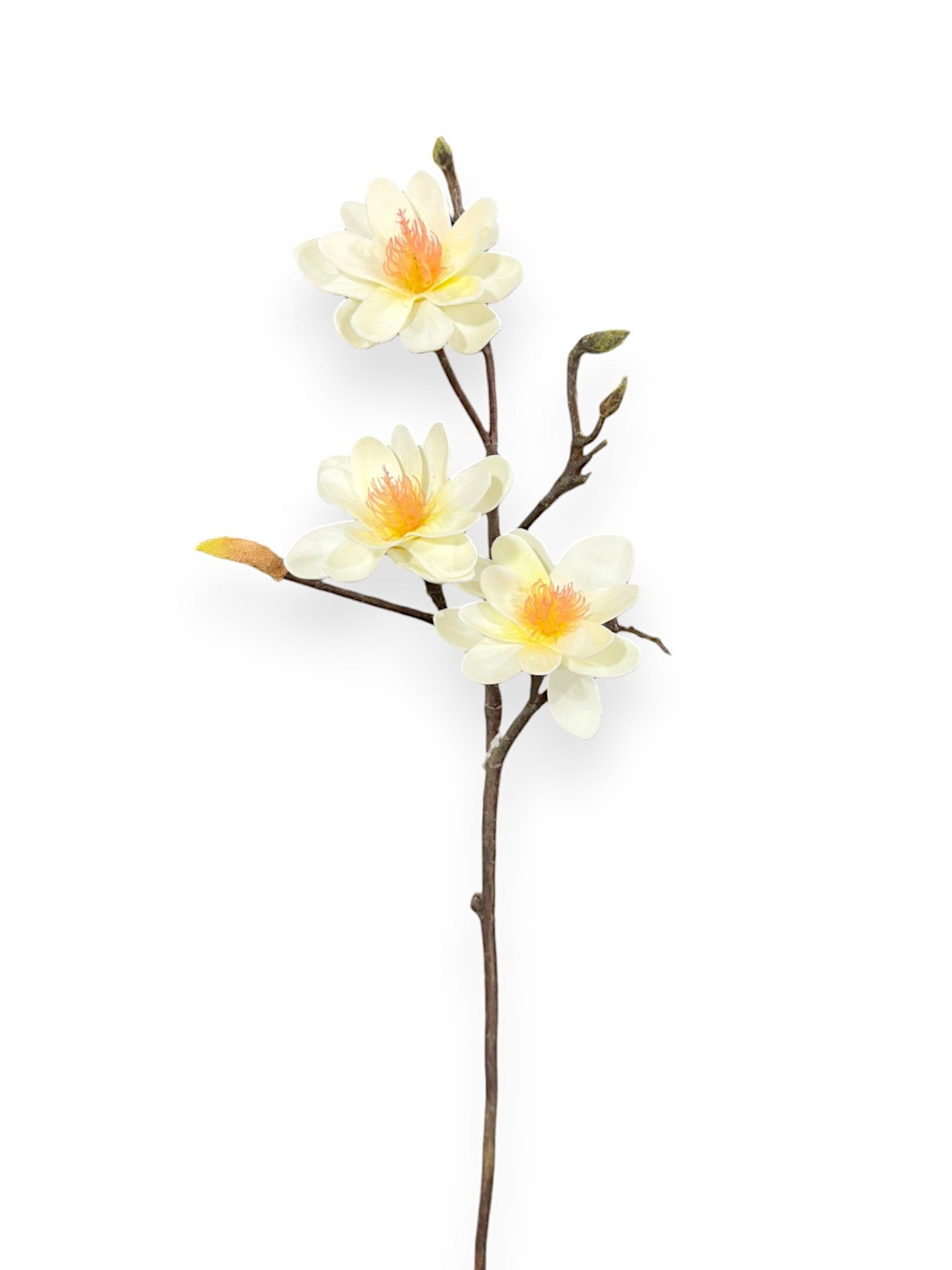 Star Flower Magnolia Stem 25"