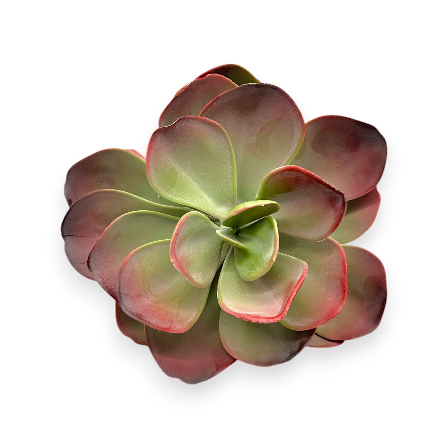 LARGE SUCCULENT 10"