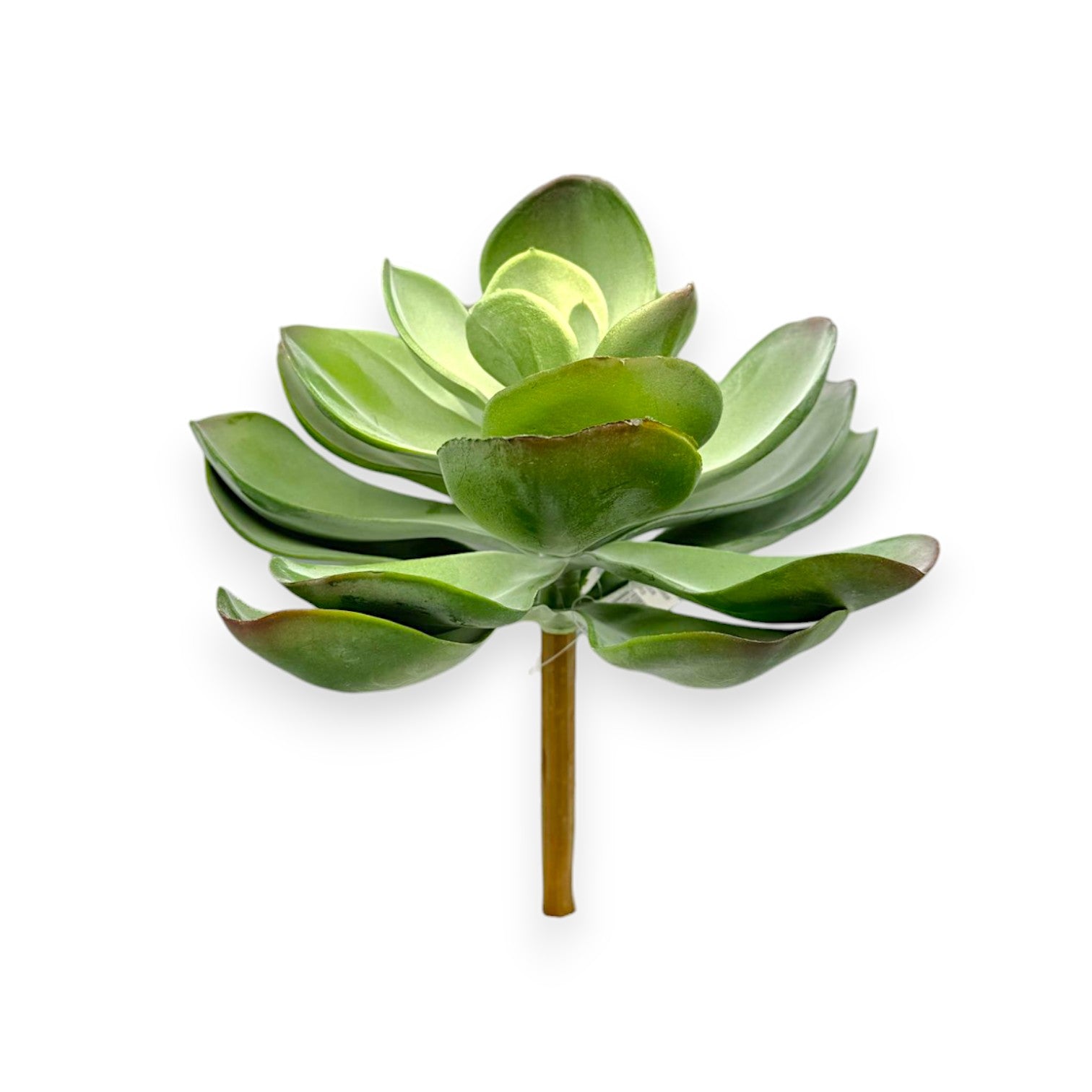 LARGE SUCCULENT 10"
