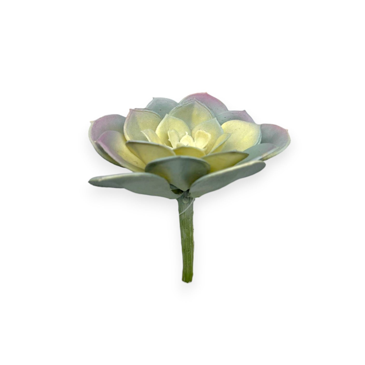 SUCCULENT 4"