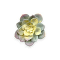 SUCCULENT 4"
