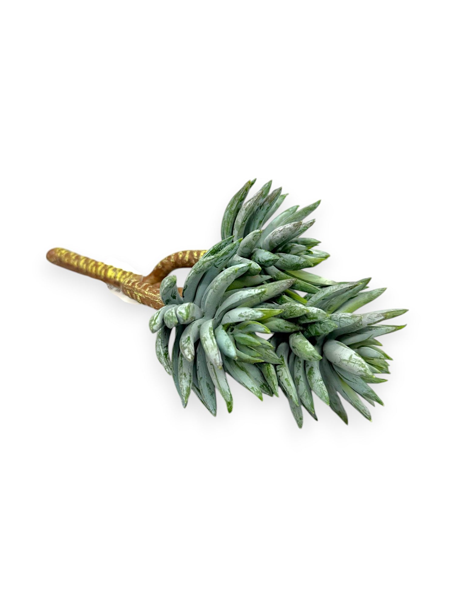 SUCCULENT PICK X3 8"