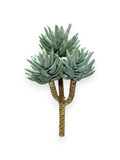 SUCCULENT PICK X3 8"