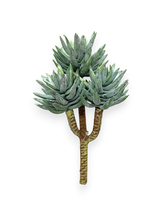 SUCCULENT PICK X3 8"