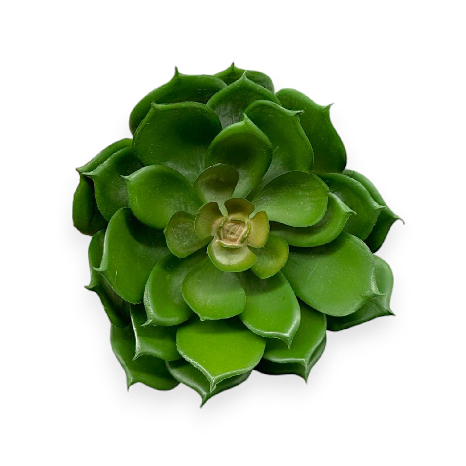SUCCULENT ECHEVERIA 5.5"D