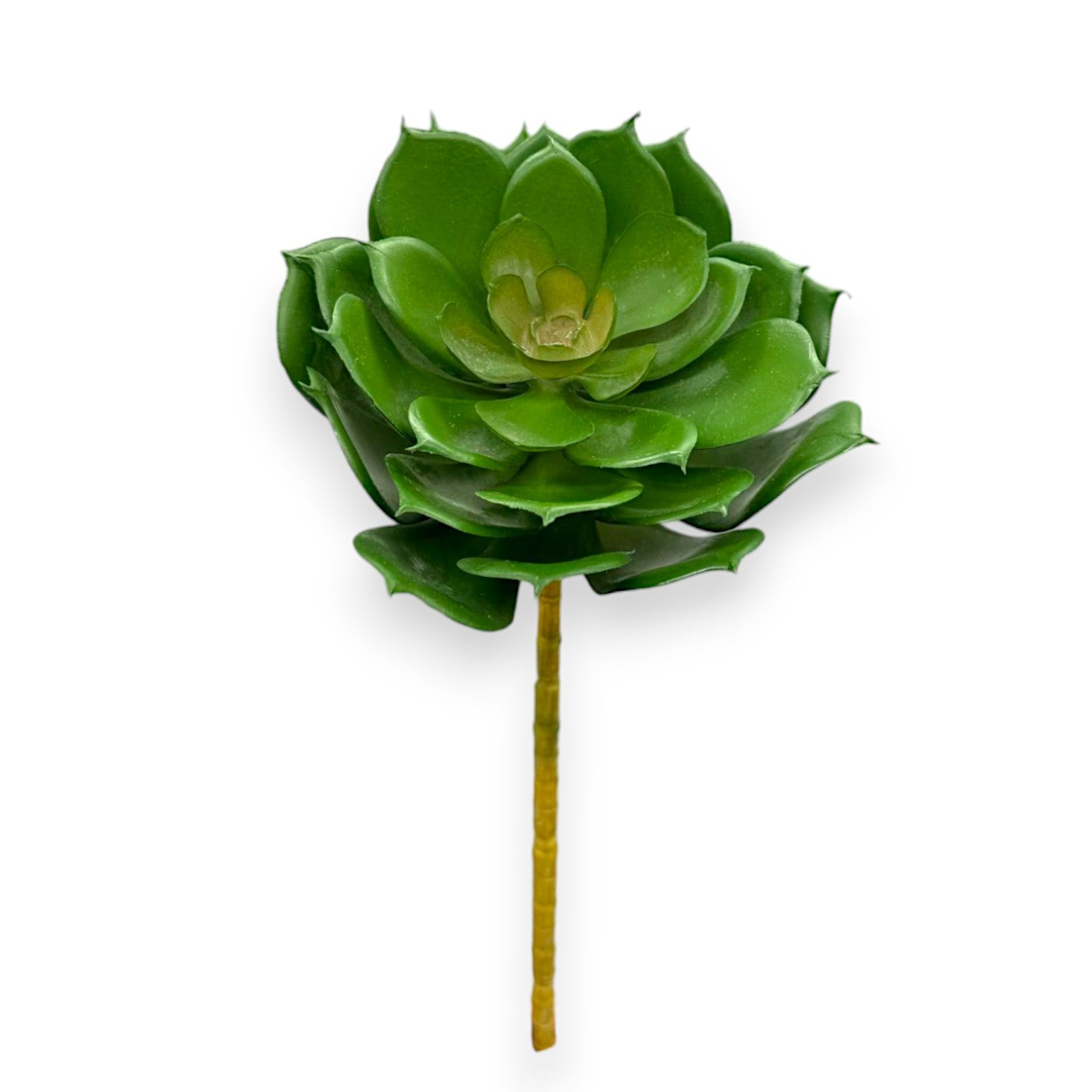 SUCCULENT ECHEVERIA 5.5"D