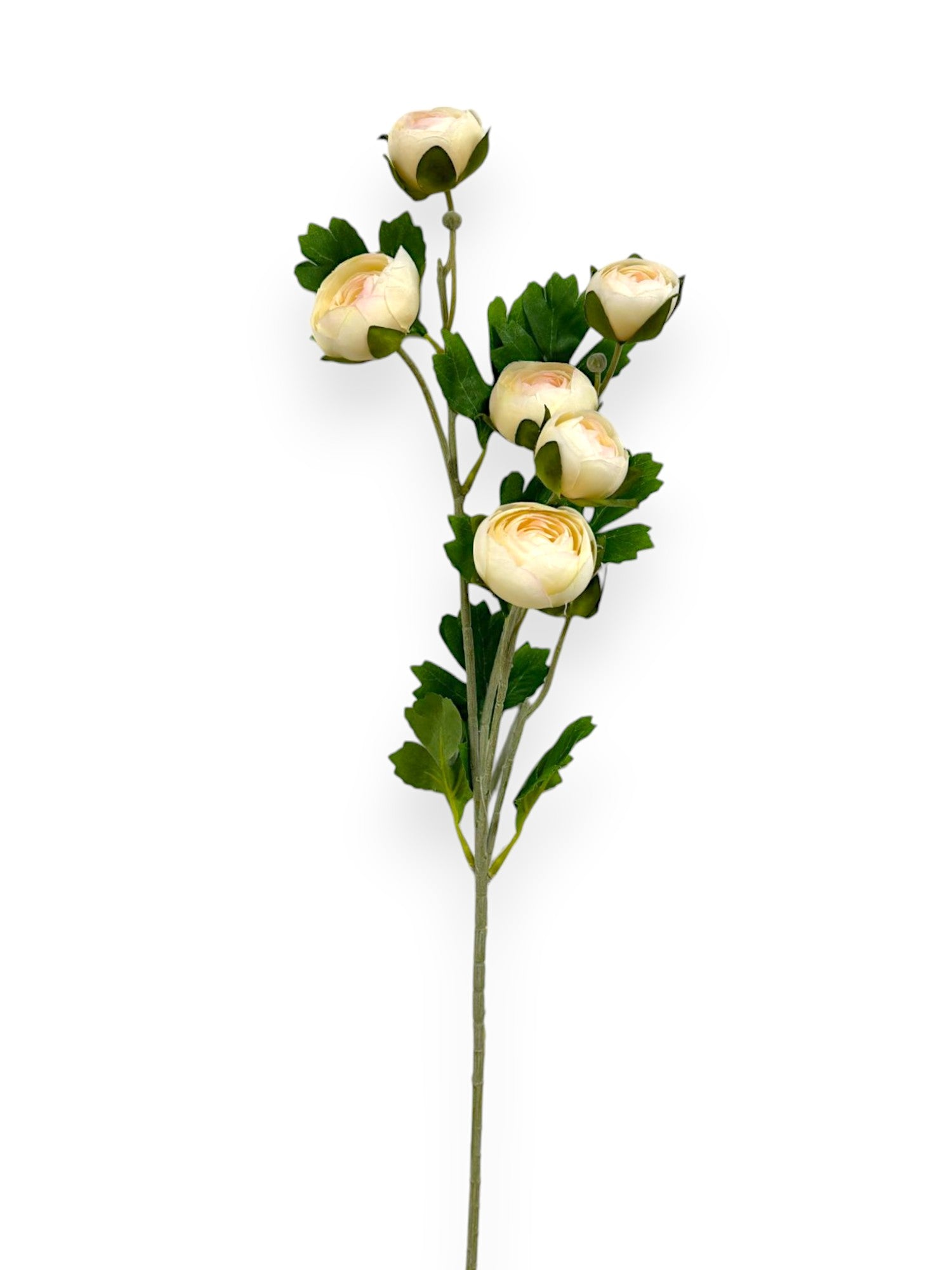 RANUNCULUS STEM X6 28"