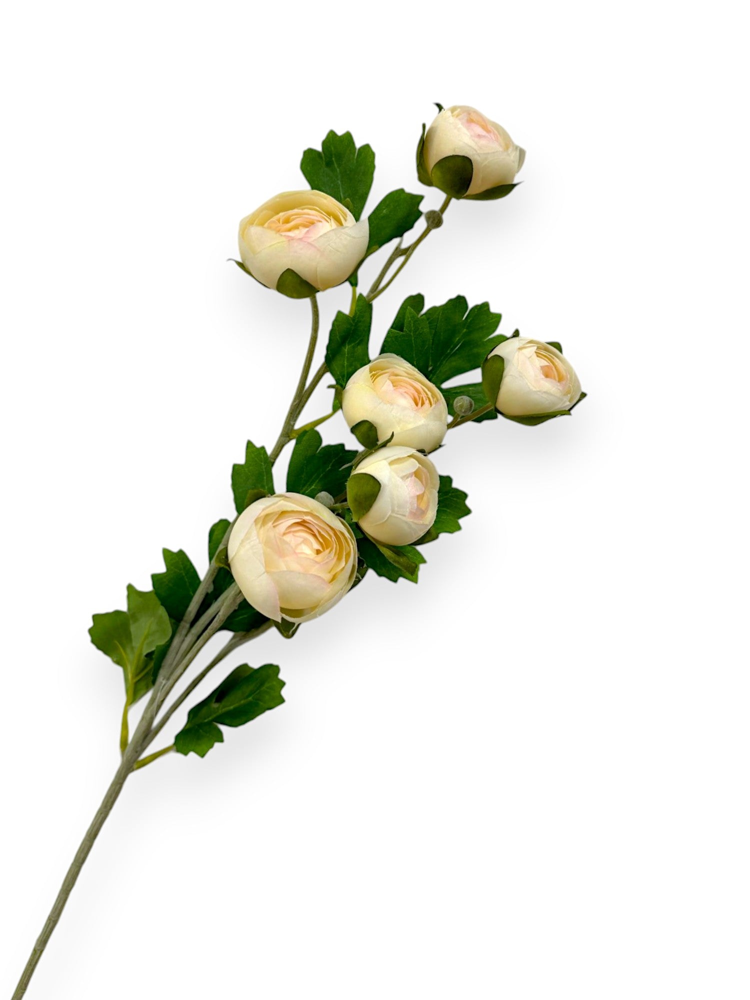 RANUNCULUS STEM X6 28"