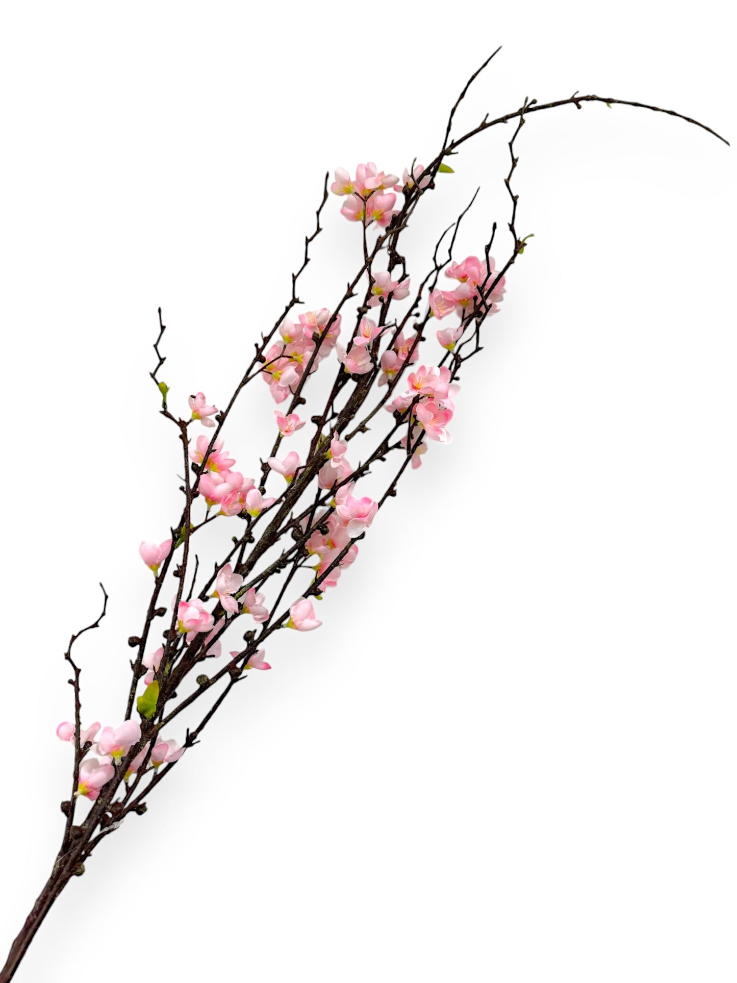 CHERRY BLOSSOM 57"