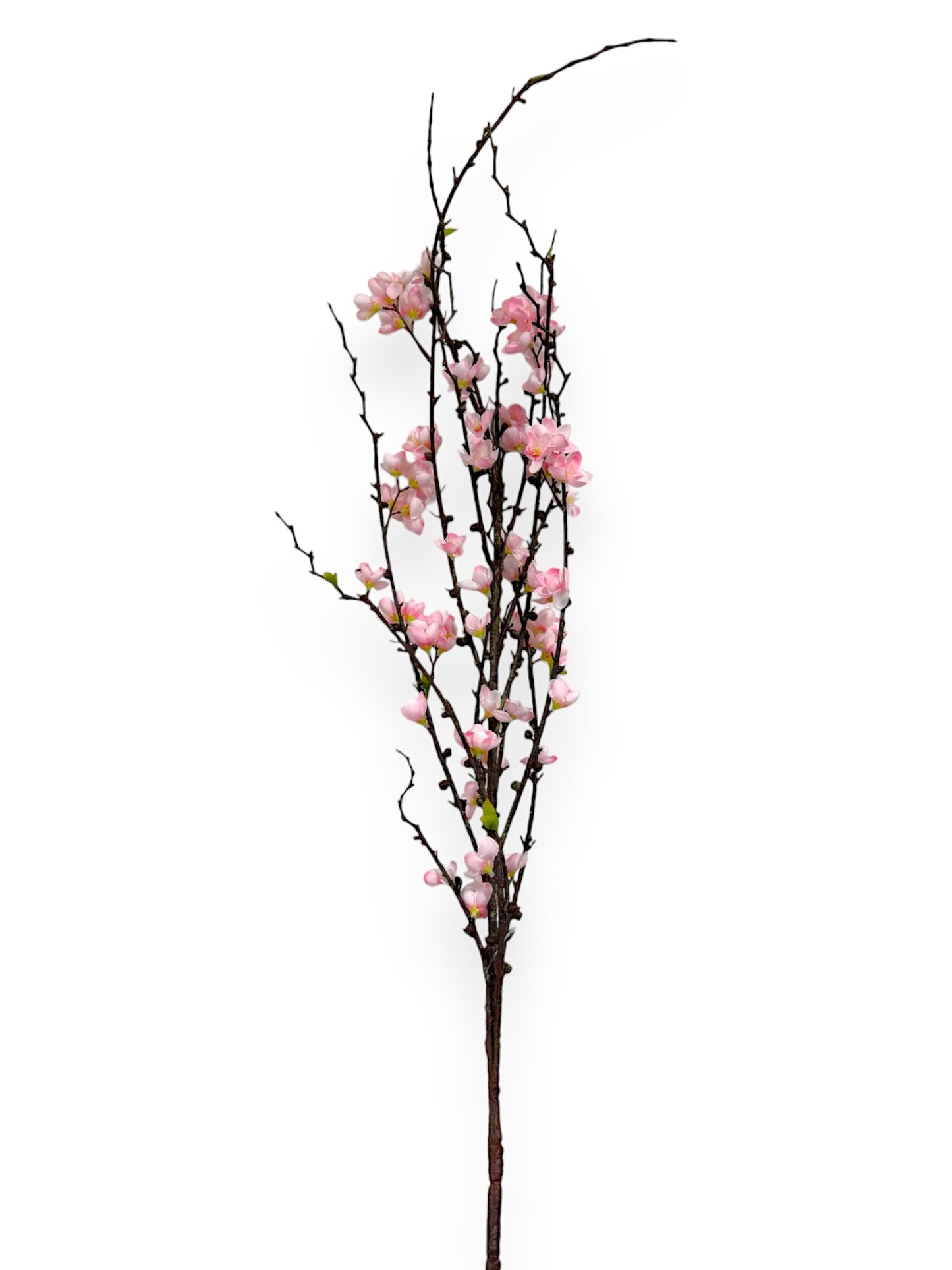 CHERRY BLOSSOM 57"