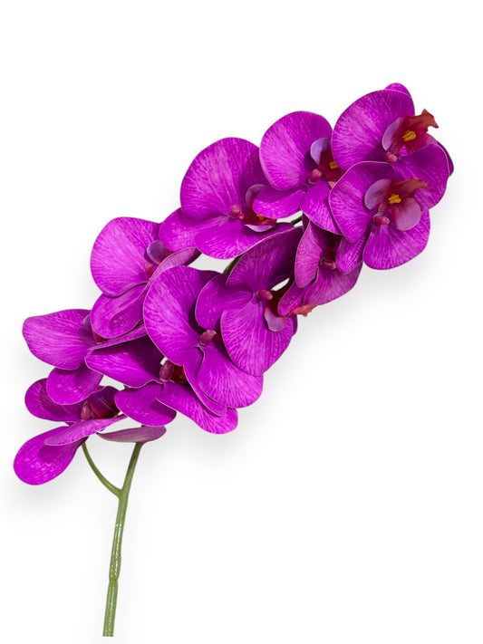 PHAL. SPRAY X11 43.5"
