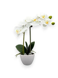 ORCHID PHALEANOPSIS W/POT 14"